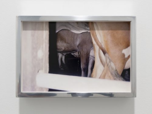 Alexandra Noel, Cow Relief (Williamstown, Massachusetts), 2021
