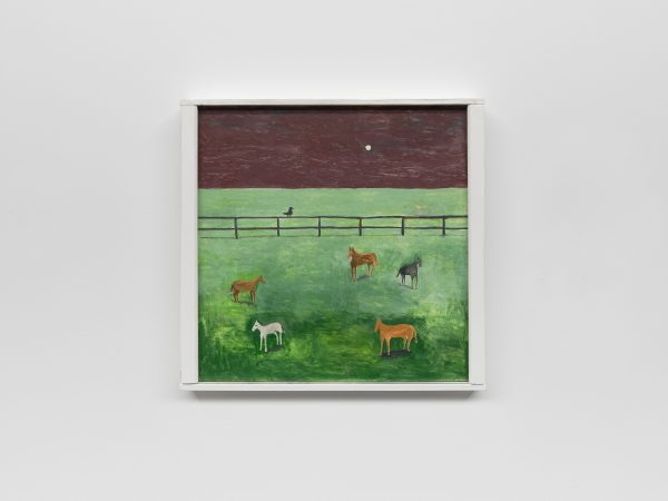 Noel McKenna, 5 horses in paddock, 2025